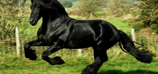 wallpaper hd caballo negro