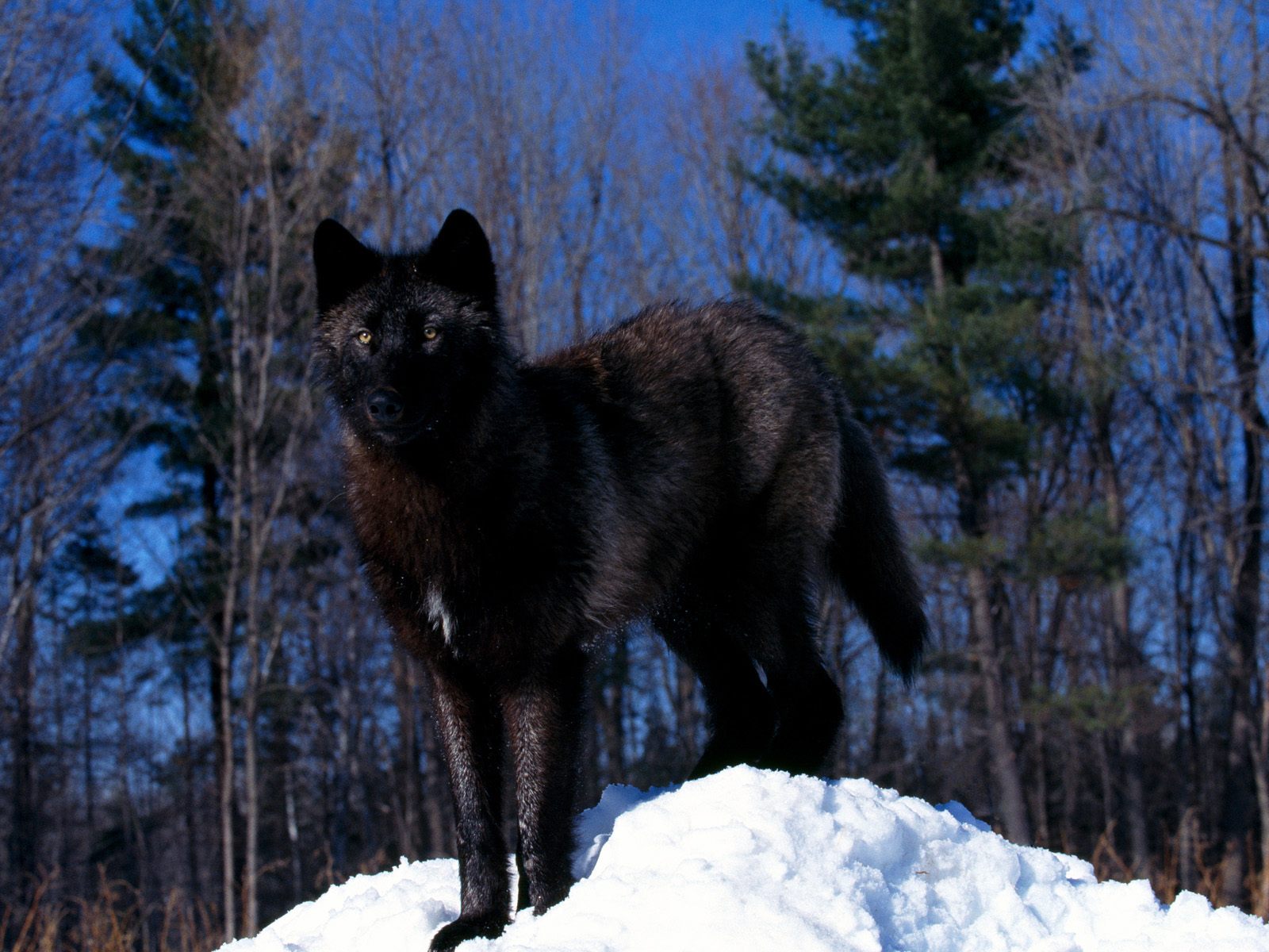 wallpaper de un bonito lobo negro en la nieve