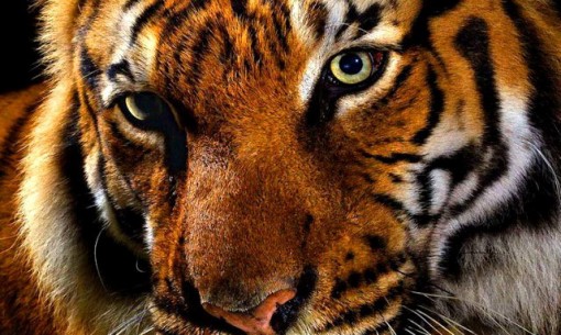 tigre para fondo de pantalla de iPhone
