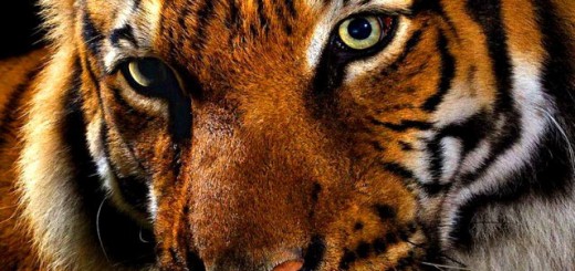 tigre para fondo de pantalla de iPhone